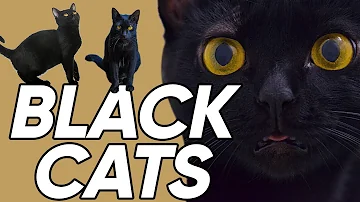 What is the most intelligent type of cat?