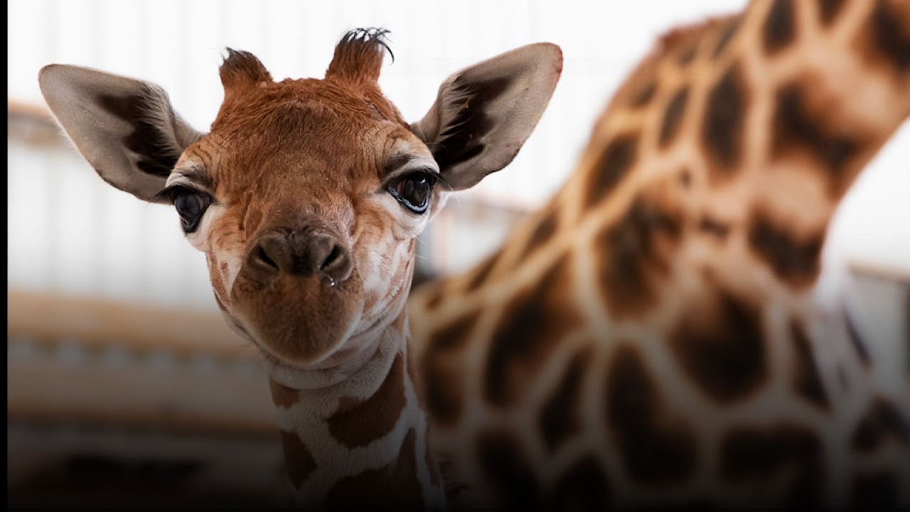 baby giraffe shoes