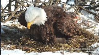 Decorah North DNF laid 1st egg of the Season 2021(explore.org 02 16 2021)