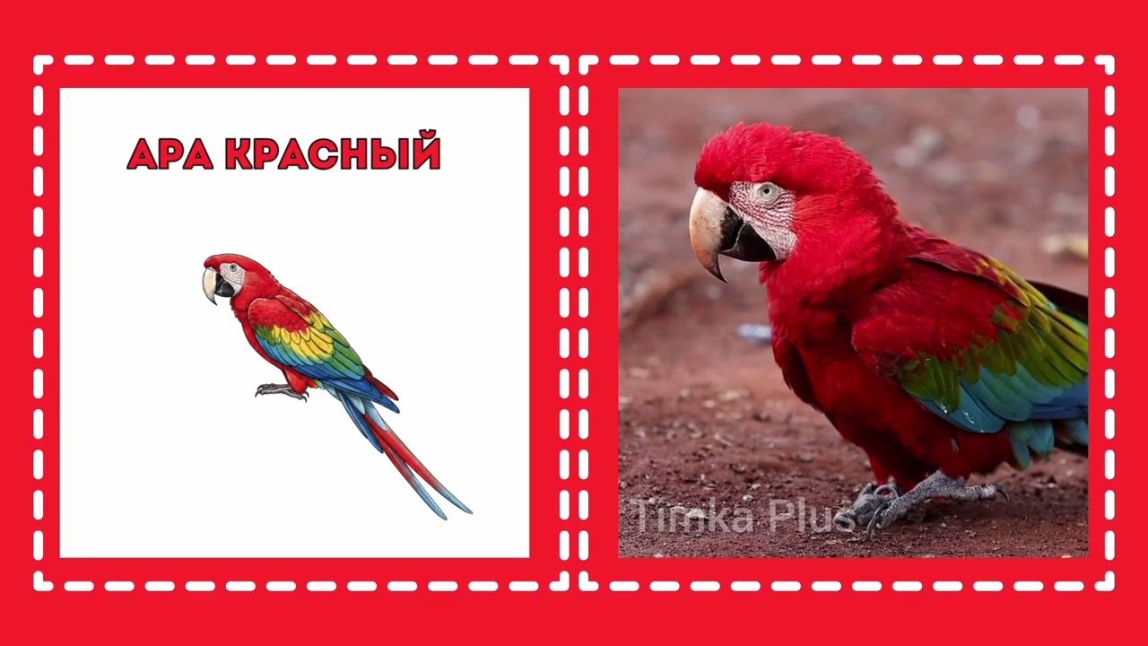 Животные Южной Америки 🌎🦜 | Видео карточки Домана и логопедические видео карточки для малышей
