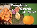 Autumn Adventures and Pumpkin Patch Exploration