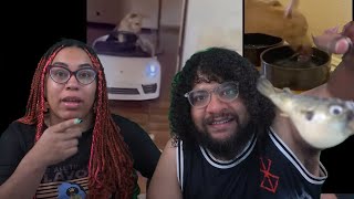 Weird Animal Antics | Daily Dose Of Internet