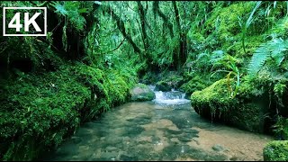 Tranquil Flowing Water with Birdsong at Dawn for Relaxation, Mindfulness & Serenity