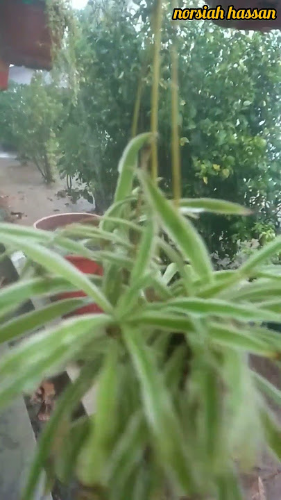 Rainyday @norsiahhassan5758