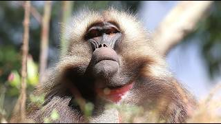 Ethiopia Wildlife screenshot 3