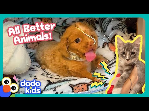 Bubble Puppy And Electricity Kitty Are Gonna Get All Better! | Dodo Kids | All Better