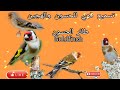 تلقين فراخ الحسون هجين الحسون والكناري الميلي....You taught the goldfinch hybridgoldfinch and the👍🇩🇿