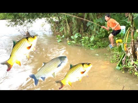 The girl's fishing technique - the girl caught many big fish to sell ...