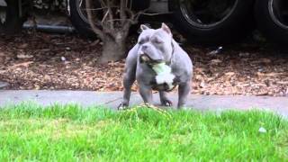 Redefined Bullys Storm New