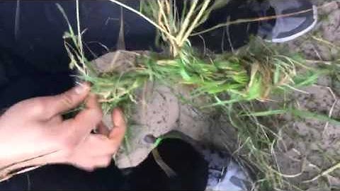 Failed Technology Project: How To Make Rope From Grass