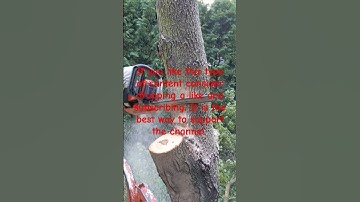 dropping a big maple tree