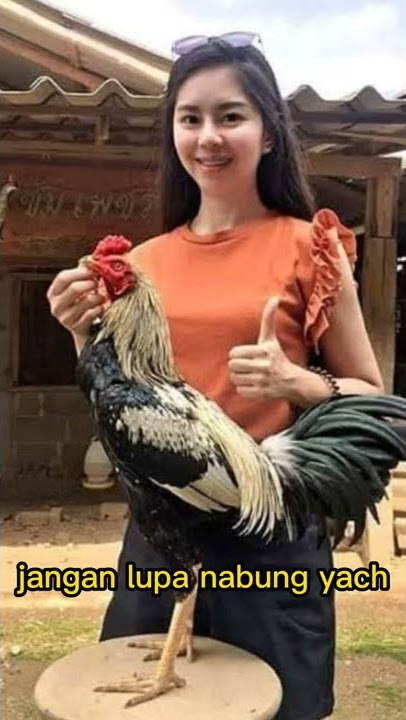 story Ayam tarung