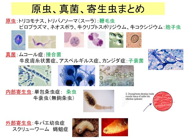 新版 家畜寄生虫病学 71ESYL3diYL.jpg