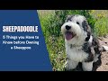 Sheepadoodle - 5 Things you Have to Know before Owning a Sheeppoo