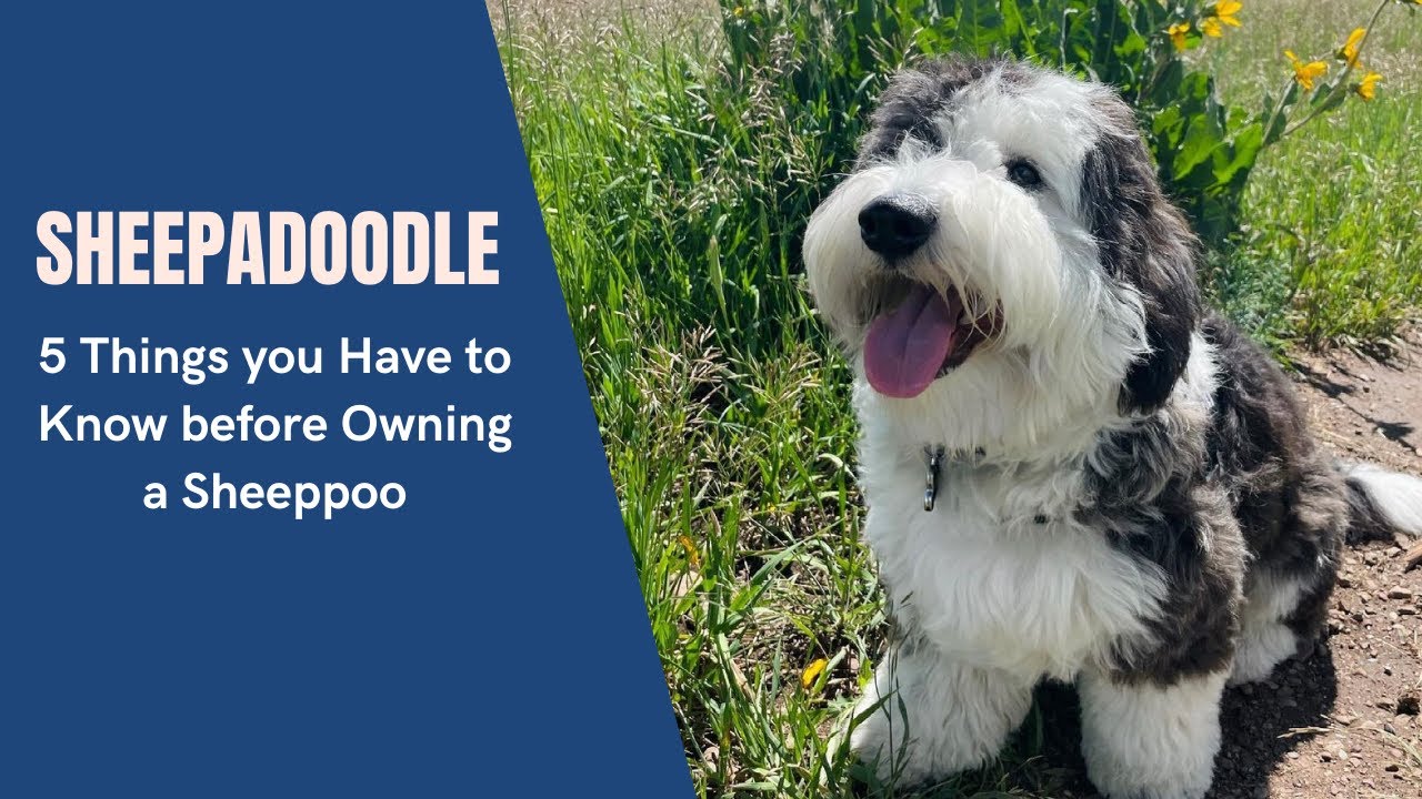 Sheepadoodle - 5 Things you Have to Know before Owning a Sheeppoo - YouTube