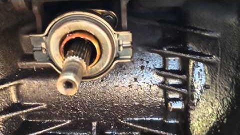 Collarín pointer 2001