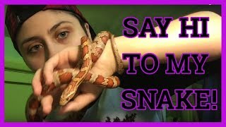 MEET MY STRANGE PET | STEPH KYRIACOU