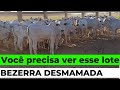 Bezerra nelore de procedência