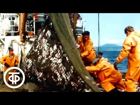 Остров Путятина (Японское море). Документальный фильм (1974)