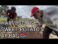 Harvesting sweet potatoes out at Black Acres of The Gambia.