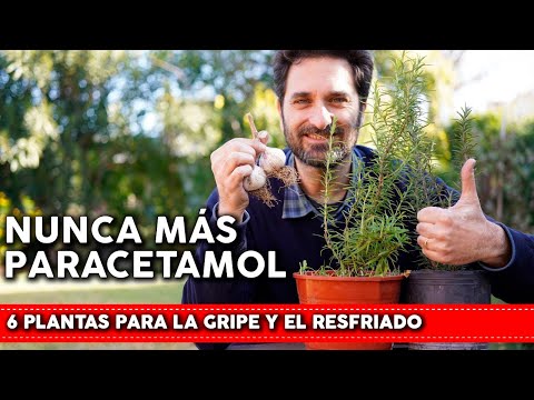 Video: Cuidado del bálsamo de abeja de limón: aprenda sobre las plantas de bálsamo de abeja en el jardín