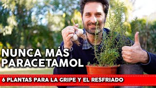 6 Plantas que curan la gripe, la tos y el resfriado - Cómo usarlas y cómo cultivarlas en tu jardin