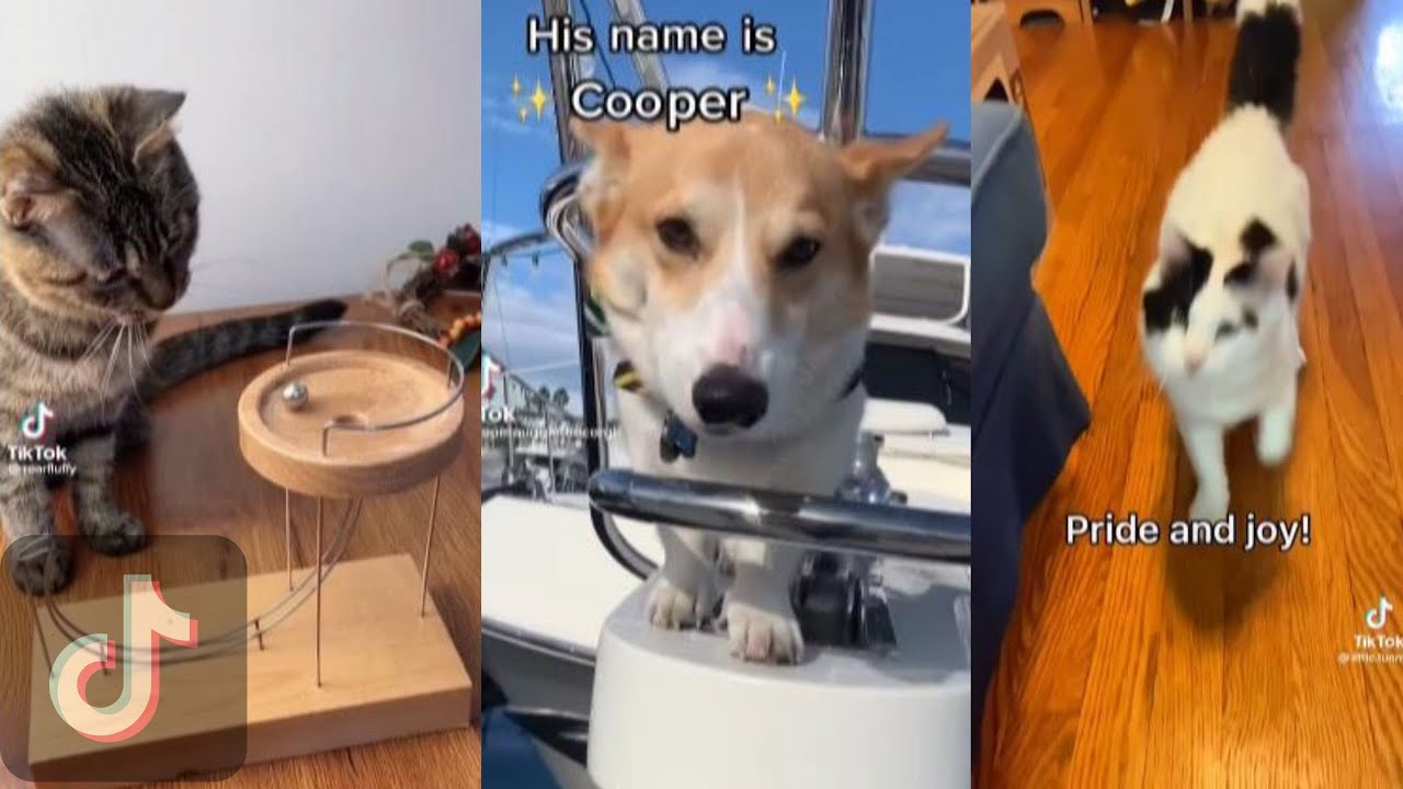 Tiktok pets cuttest tiktok pets part 1 - YouTube