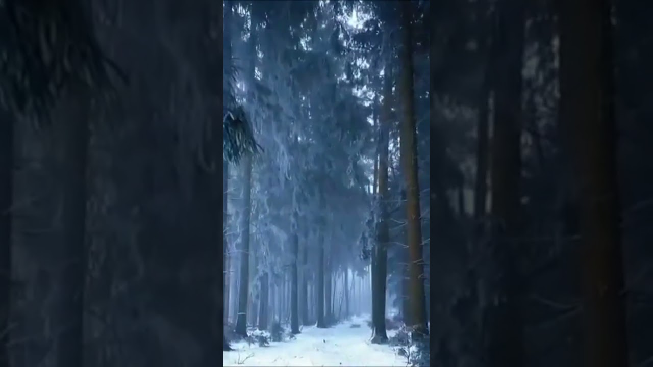 Красота зимнего леса. The beauty of the winter forest.  