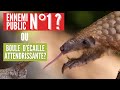 La vrit sur le pangolin