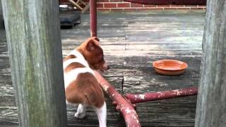 Mini Rat Terrier pups