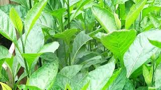 Terungkap!!  Berbagai 40 Khasiat dan Manfaat Daun Afrika untuk Kesehatan