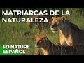 Matriarcas de la naturaleza  free documentary nature   espaol