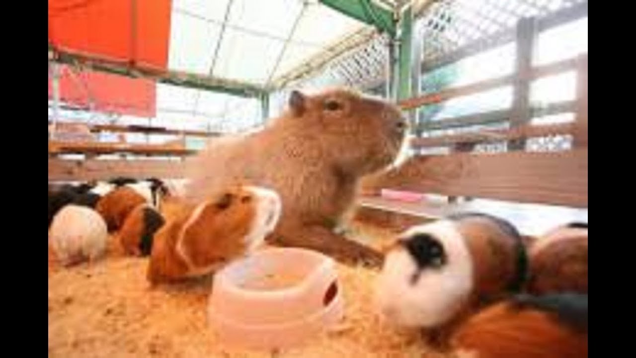 カピバラ カピバラがモルモットの敷地に入った時のモルモット達の反応が面白い 面白い Capybara Funny Youtube