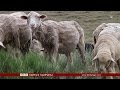 Ак койду көбөйтүү аракети - BBC Kyrgyz