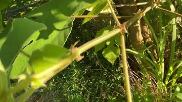 Invasive Mulberries In Florida?  Paper Mulberry..Central Florida zone 9b 100 chill hours 8-5-23