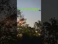 terrace garden #youtubeshorts #farming #song #nature #trending #shorts #reels #farming #music #viral