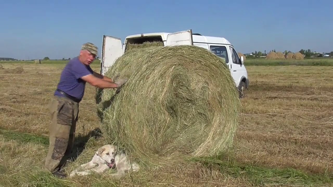 Тюк сена весит. Сено в рулонах. Тюк и рулон сена. Заготовка сена в рулонах. Тюкует сено в рулонах.