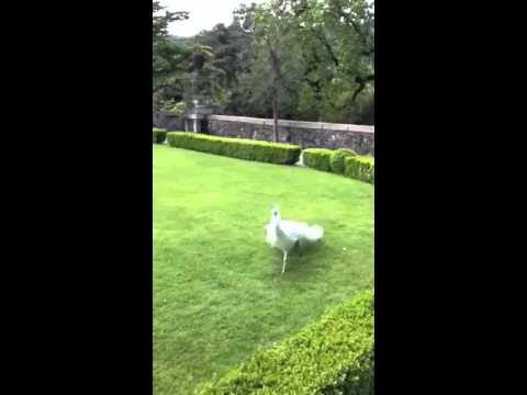 طاؤوس يستعرض للجمهور