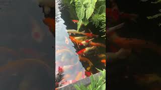 Ikan Koi Gede Gede