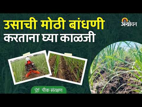 Sugarcane Earthing up: कमी पावसाच्या परिस्थितीमध्ये उसाची मोठी बांधणी कशी करावी? | Agrowon