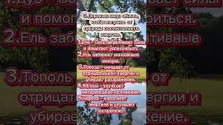 Как восстановить энергию? Благодаря природе!!!