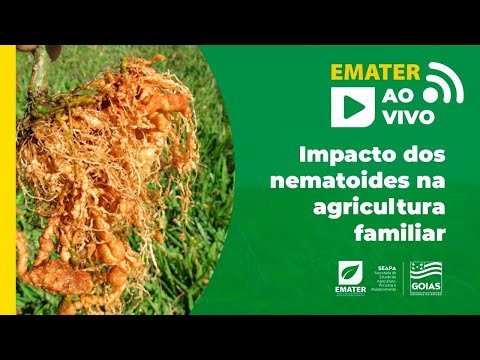 Impacto dos nematoides na agricultura familiar