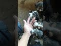 filhotes de americano com beagle de 44 dias