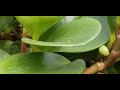 PEPEROMIA OBTUSIFOLIA BABY RUBBER PLANT (TROPICAL AMERICA &amp; SOUTH FLORIDA)
