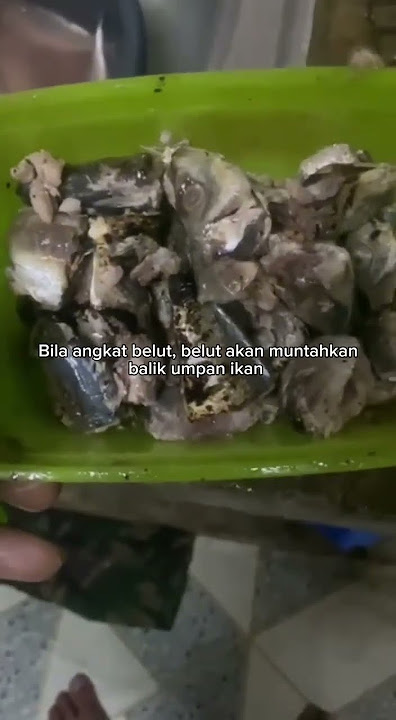 Cara-Cara Nak Buat Umpan Tukir Belut Menggunakan Ikan Selayang