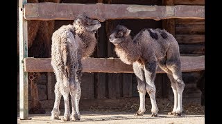 Steppenbabys
