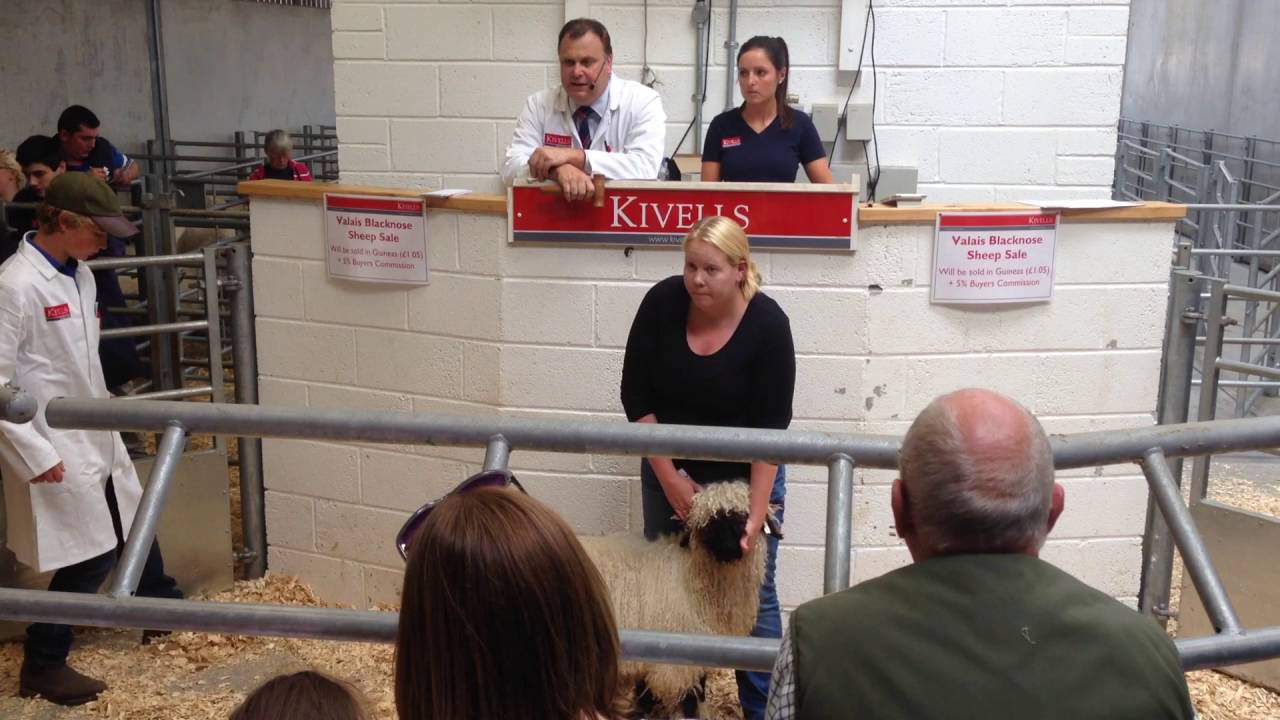 Kivells Holsworthy Livestock Market Sell VALAIS BLACKNOSE SHEEP - Sat