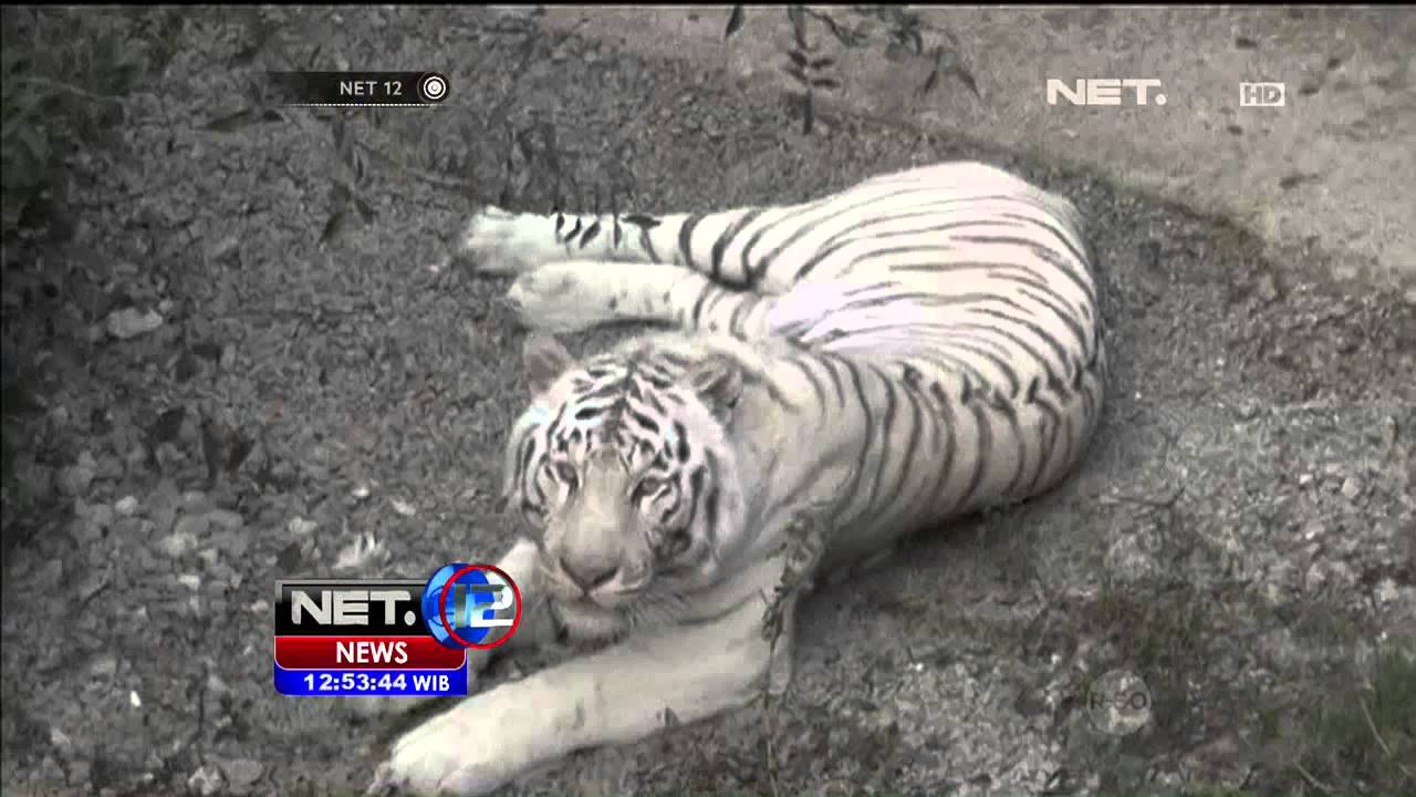 Tiga Bayi Harimau Putih Lahir Di Kebun Binatang Yalta Net 12