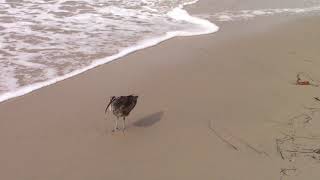 Rare Sand Piper At The Beach