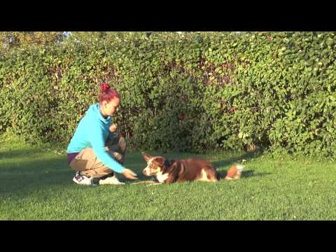 Video: Öroncyster (Cholesteatoma) Hos Hundar